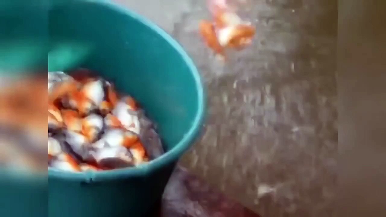 Le Zap de Spion 229 /zap2spion/le zapping - 2016