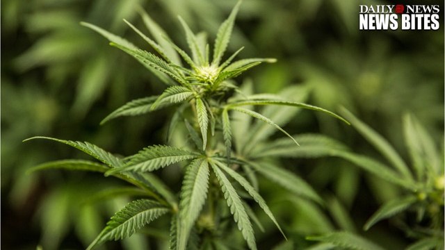 Second Grader Helps Mom’s Boyfriend Grow ‘Special Medicine'