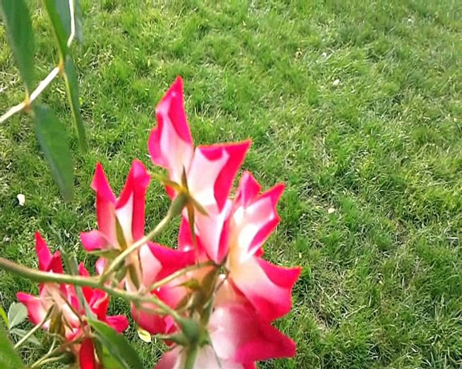 GÜL KOKLARMIYIM-EMEL SAYIN