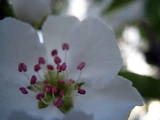 как выглядят тычинки цветка груши-