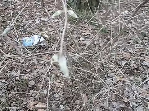 как выглядят почки у волчьей ягоды (жимолость лесная)-