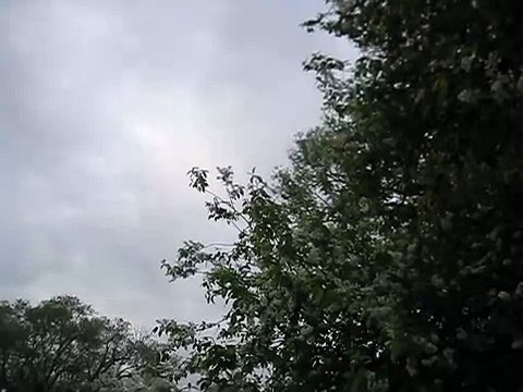 Как выглядит черемуха во время цветения-