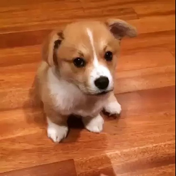 A curious little Corgi...