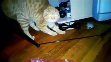 10 Mins of hilarious cats