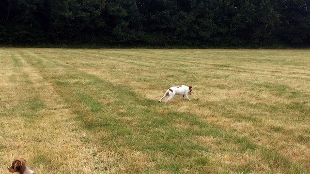 L'éveil des chiots à la passion de la chasse: Justine imperturbable par Laly