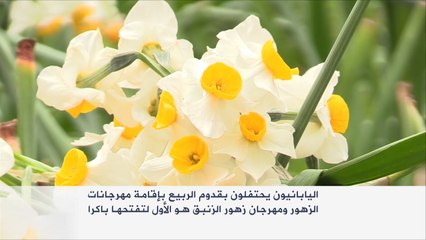 اليابان تحتفل بمهرجان الزهور