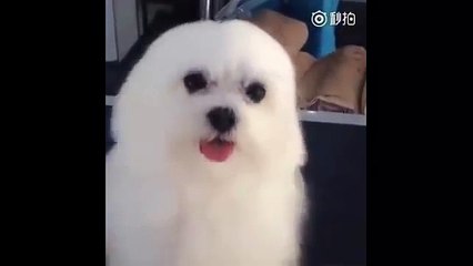 Funniest Animal Fails Compilation 2015 | FailArmy