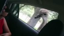 Ostrich Steals Boy's Phone