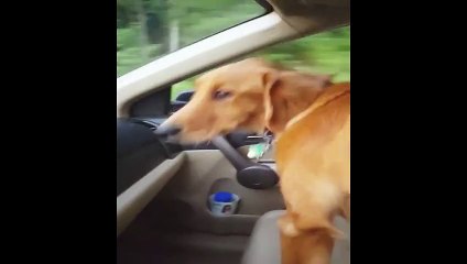 Dog Poops On Owner While She Is Driving