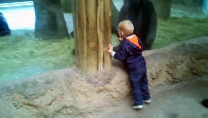 Boy Plays Hide And Seek With Baby Gorilla