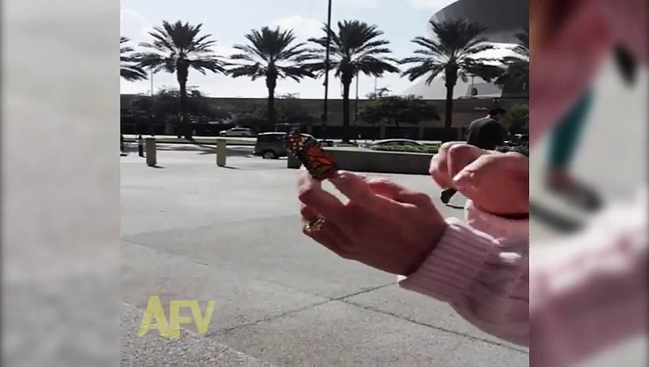 Butterfly Release and First Flight Fail