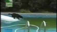 Perro_piscina
