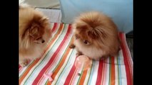Pomeranian Puppies cute pet pom poms