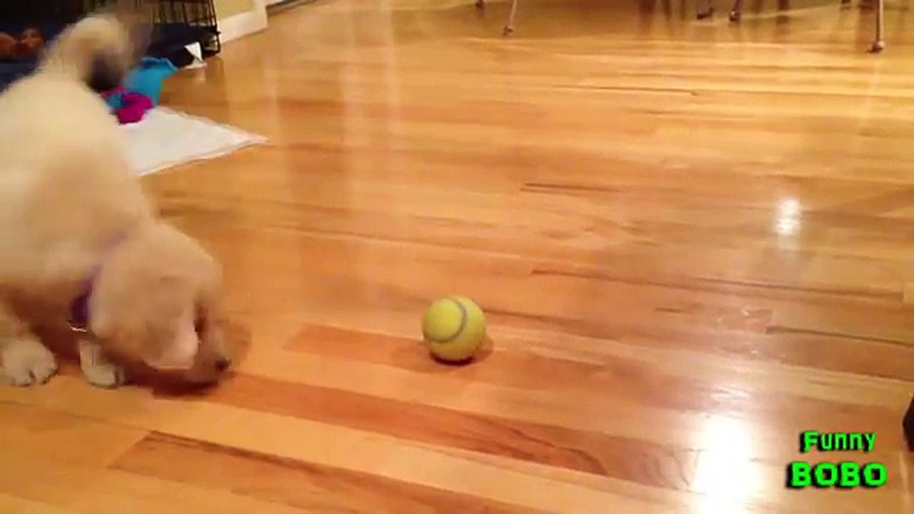 Puppies vs. Tennis Balls-