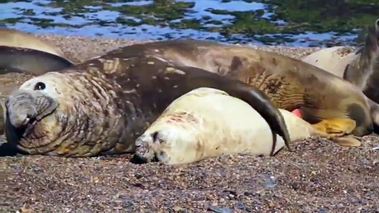 Elephant Seal Mating And Giving Birth On The Beach