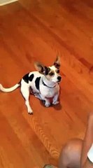 A woman prepare for his dog that meows like a cat