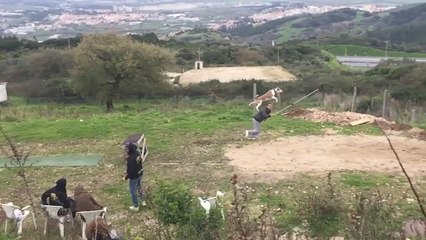 The training of dogs in the long jump