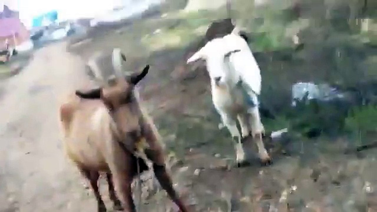 КОЗЫ И ХАСКИ