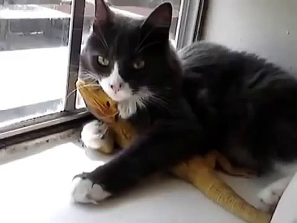 КОТ И ЕГО ЛЮБИМАЯ ЯЩЕРИЦА