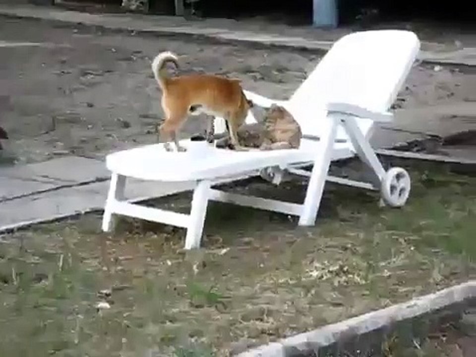 КОТ И ПЕС НА ПЛЯЖЕ