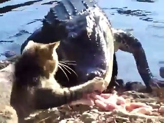 КОТ НЕ ИСПУГАЛСЯ АЛЛИГАТОРА