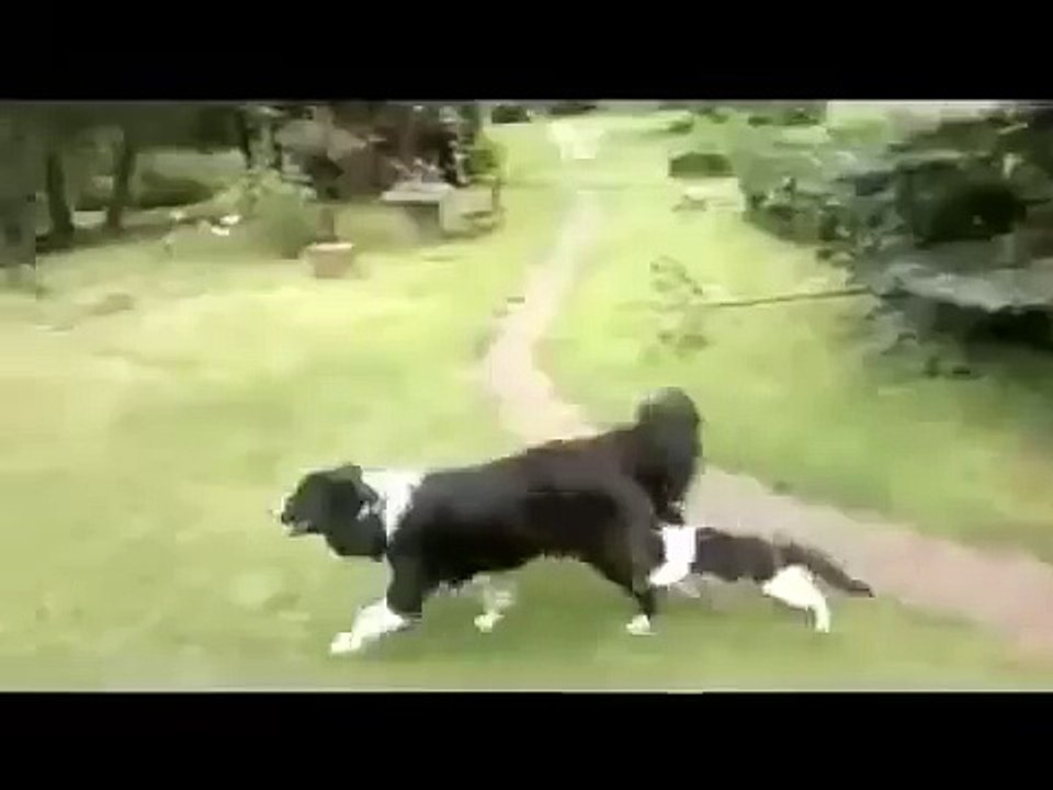 Кот пристает к собаке