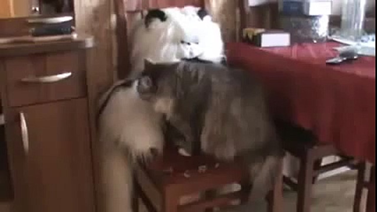 КОТИК И его любимая игрушка