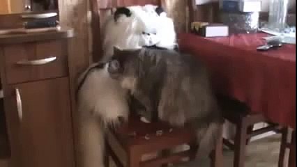 КОТИК И его любимая игрушка