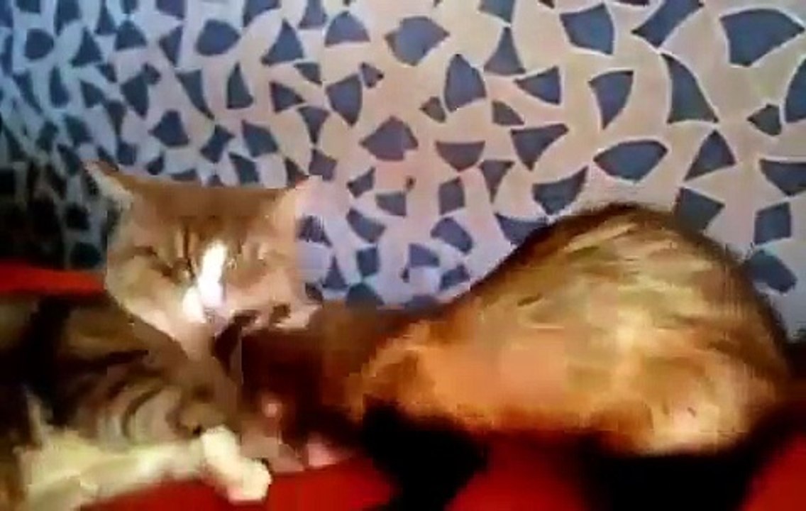 Кошка играет с хорьком