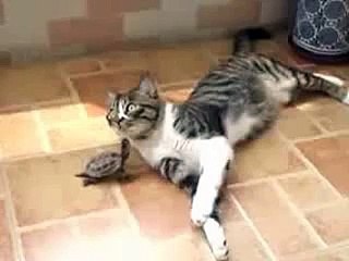 Кошка настойчивая черепаха