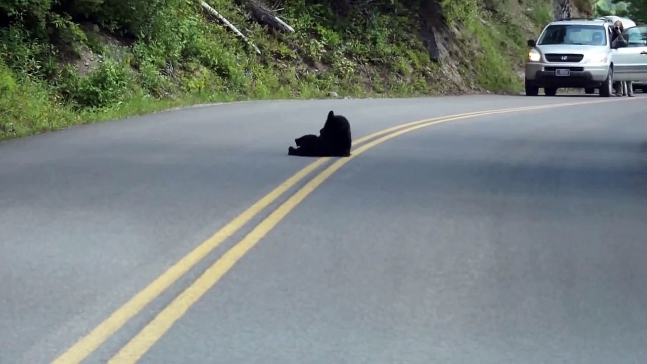 Bear Cubs playing in the road...