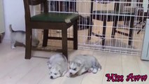 Siberian Husky Puppies Playing,Barking And Sleeping (1)