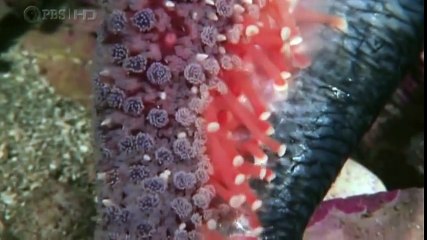 Loài Cá Voi Sát Thủ