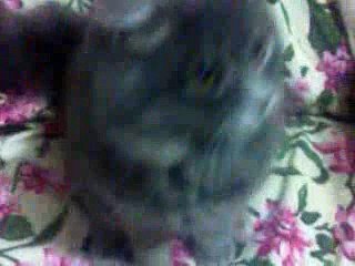 اذكي قطه في العالم