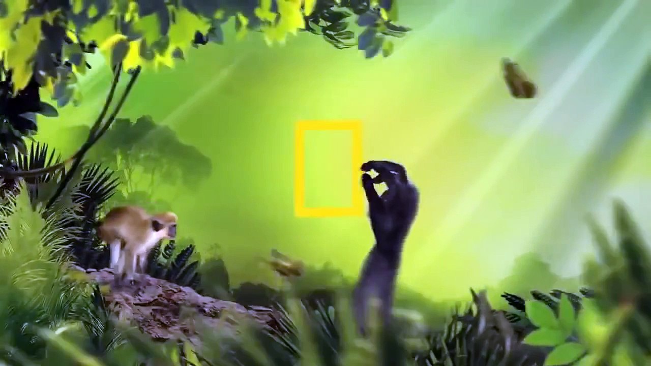 Documentales De Animales Salvajes En Español Completos