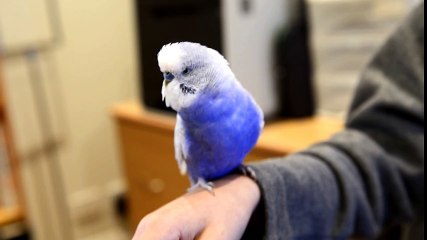 Talented Bird Mimics Iconic