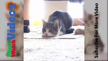 Lustige Katzen Videos (Funny Cat Compilation)