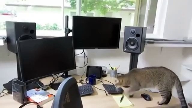 у умного хозяина и кот умный