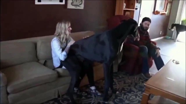 Рокко – самая большая на свете собака