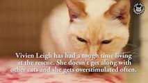 Vivien Leigh Rescue Cat Needs Home || Share Her Story (Funny Videos 720p)