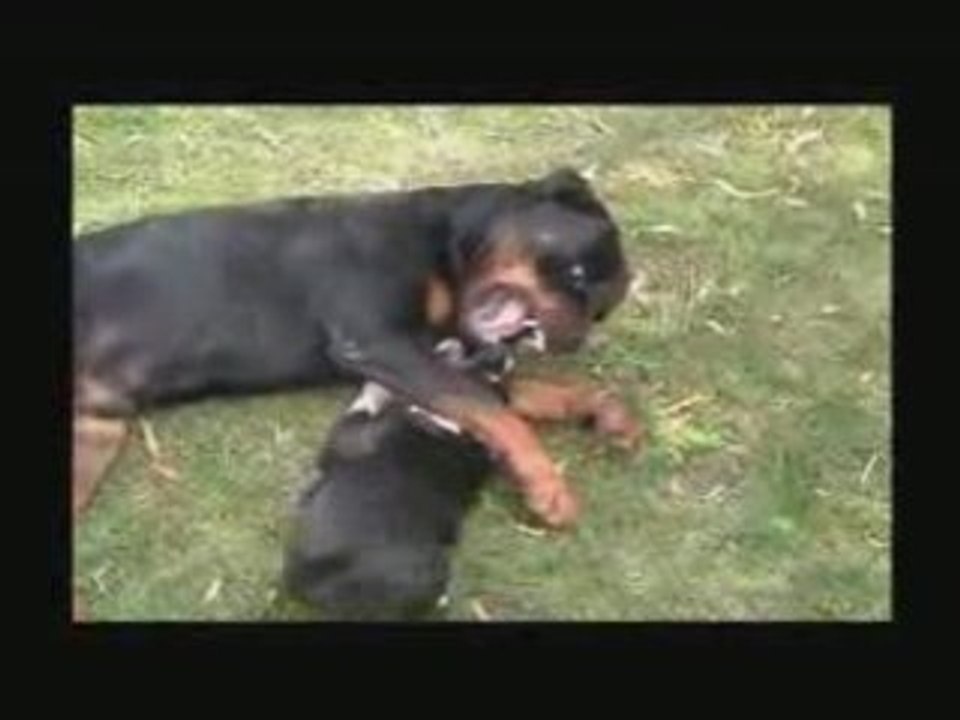 Combat rott staffie