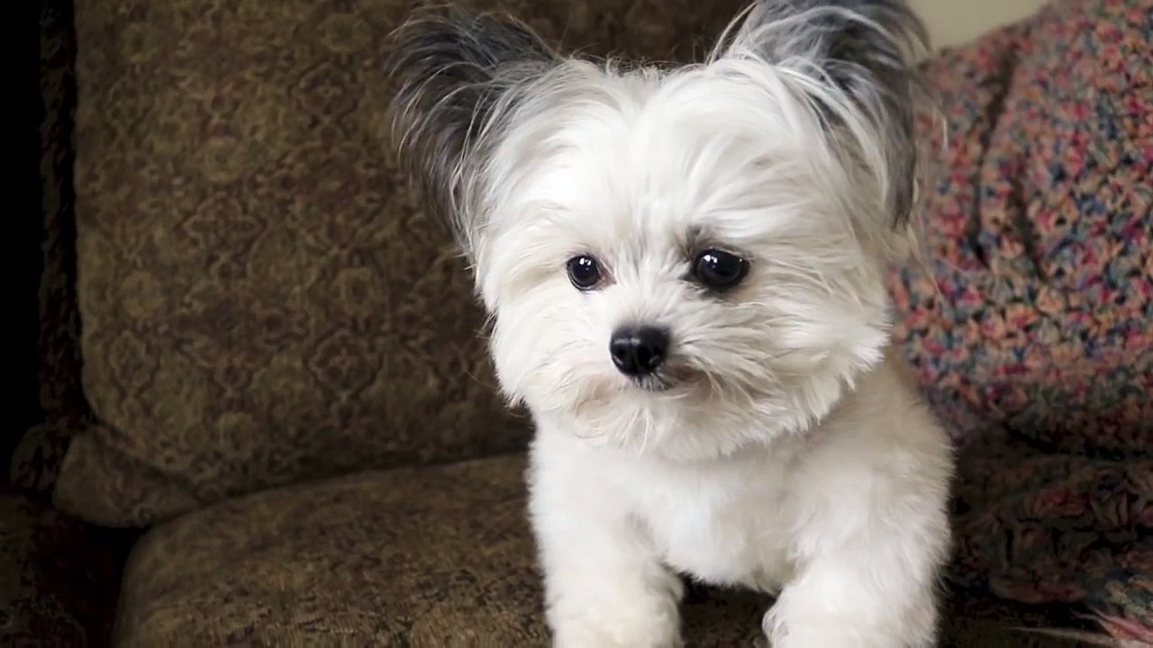 when Norbert realizes he's getting a second treat.....priceless