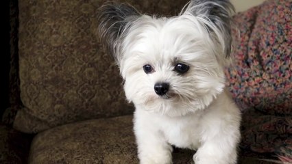 when Norbert realizes he's getting a second treat.....priceless