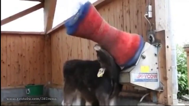 прикол Телячьи нежности юмор и развлечения