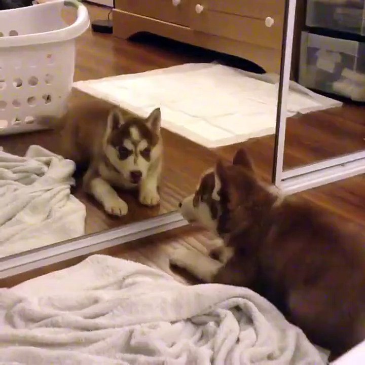 Fuppy Husky Get Scared