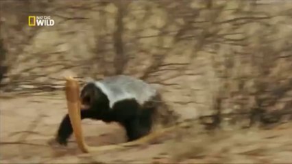 Bal Porsuğu (Belgesel)