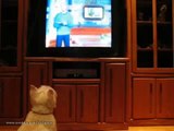 прикол Эмоциональный телезритель  Dog watching TV юмор и развлечения