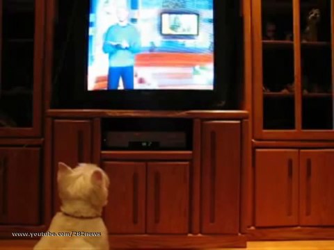 прикол Эмоциональный телезритель Dog watching TV юмор и развлечения