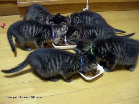 прикол Хор котят Chorus kittens юмор и развлечения