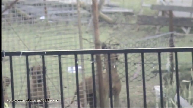 прикол Удивительный пес Amazing dog юмор и развлечения